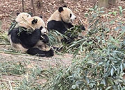 Giant Panda Conservation