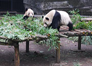 feed Pandas