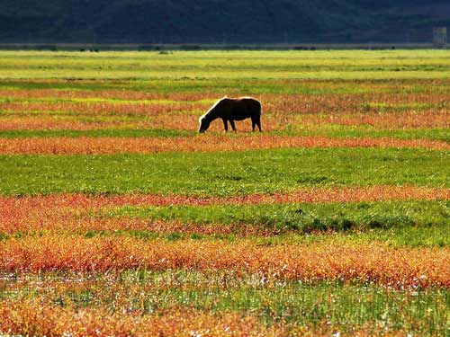 Gegentala Grassland