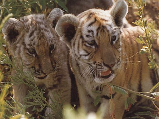 Siberian Tiger Park