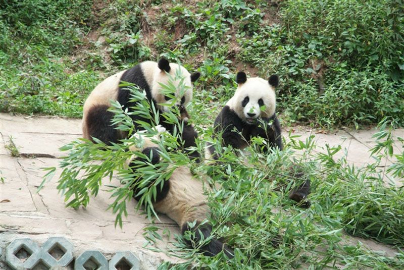 Chengdu Panda Breeding and Research Center