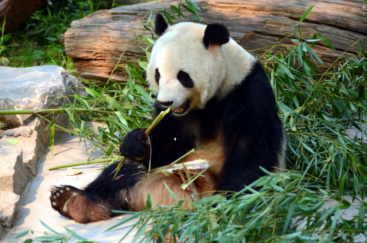  Beijing Zoo