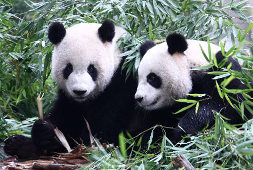 Bifengxia Giant Panda Reserve