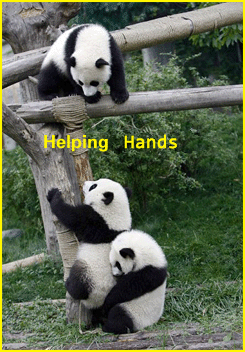Panda Helping Hands & Sichuan Extensive